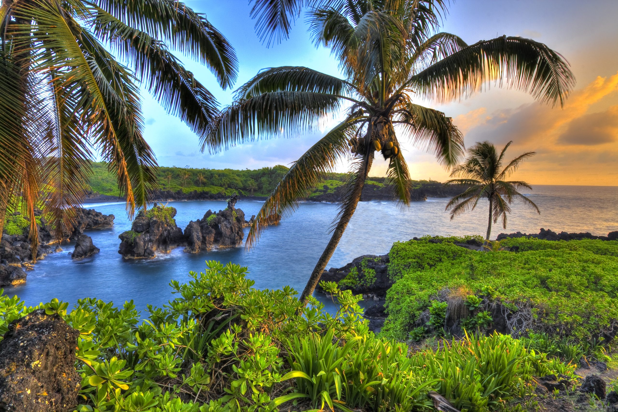 Where Coconuts Grow in hawaii