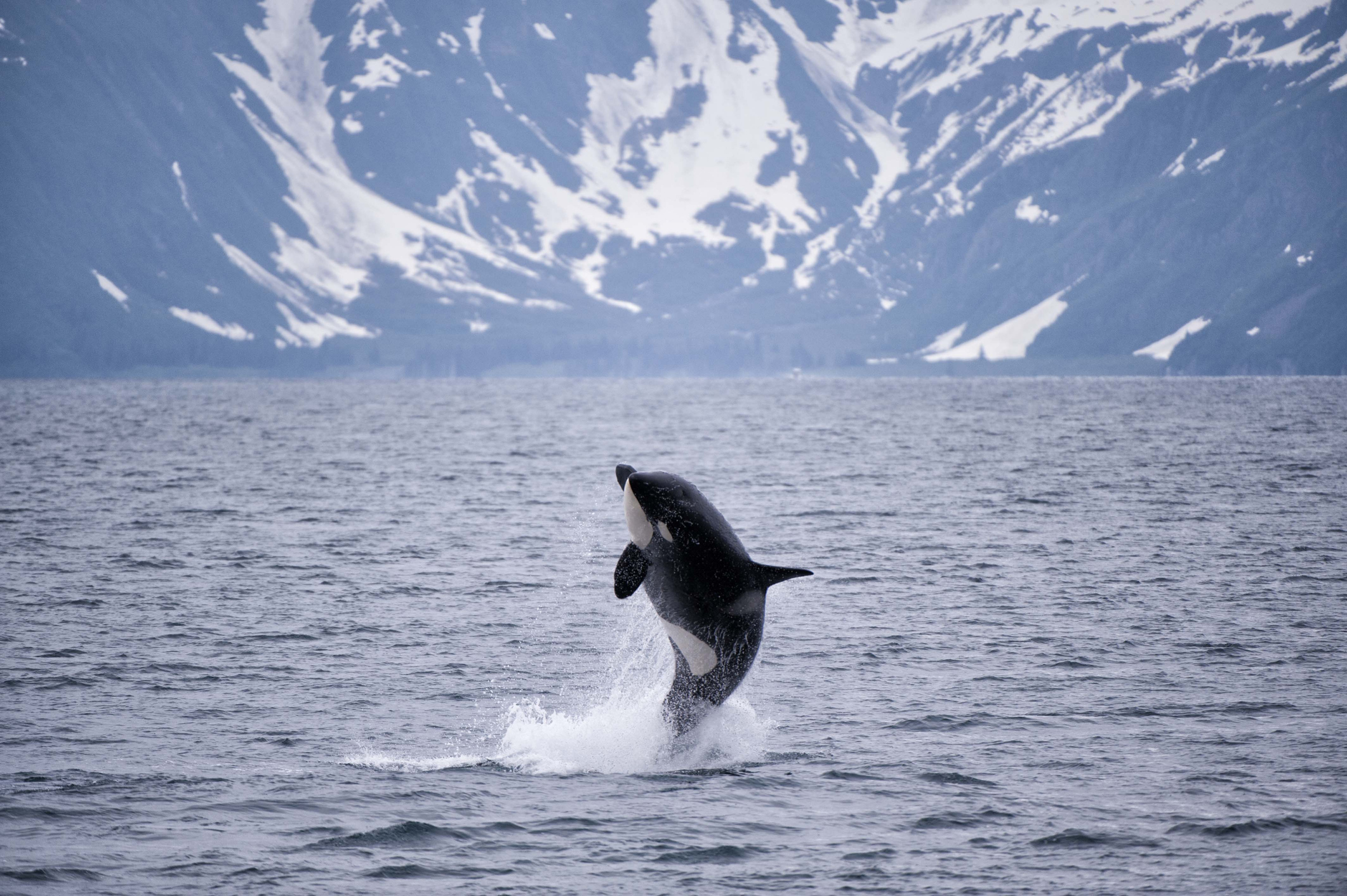 Orca breaching in Seward, Alaska