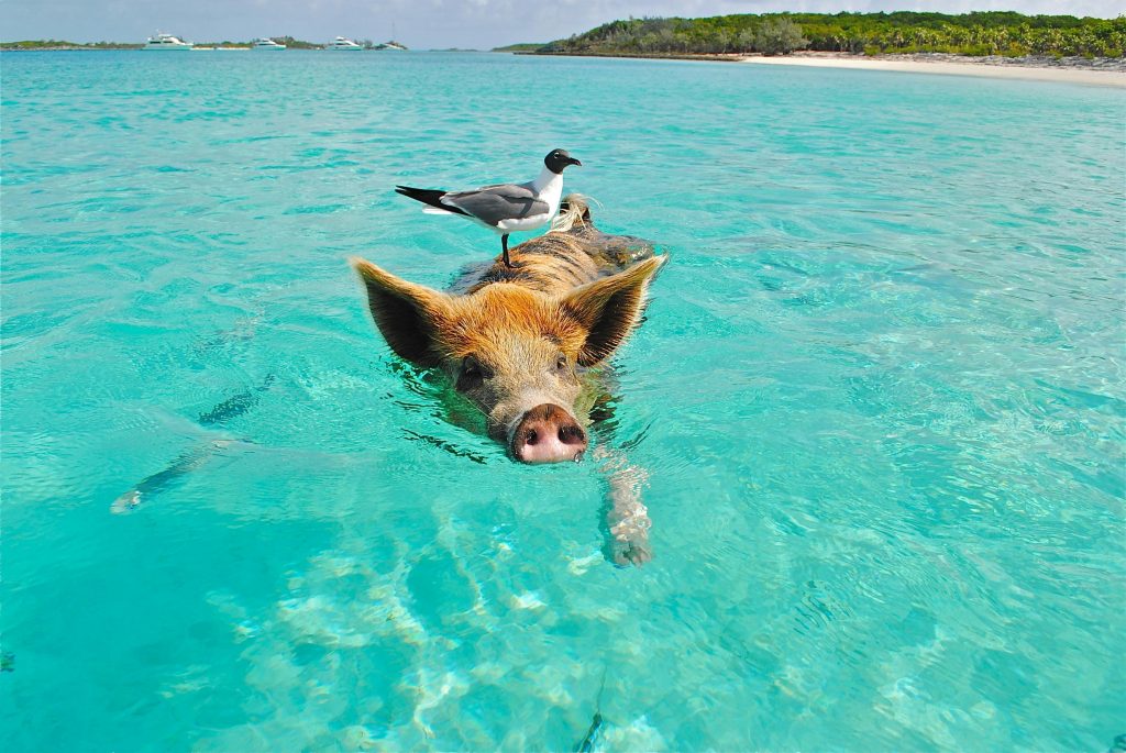 Bahamas pig beach