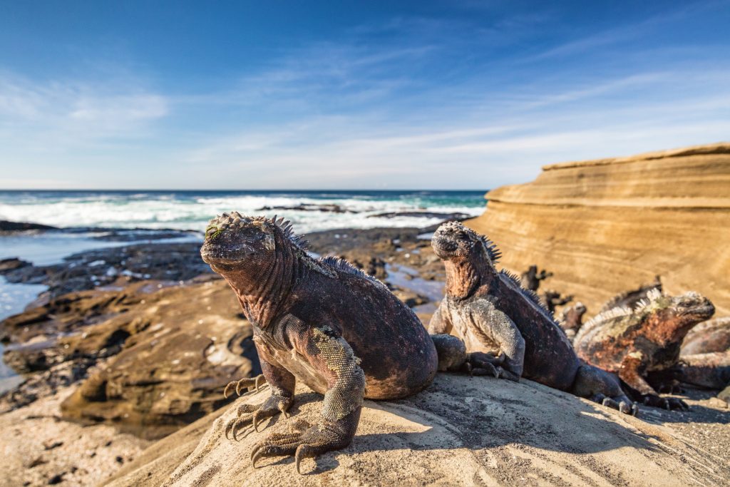 Galapagos Marine Iguana - Iguanas warming in the sun 