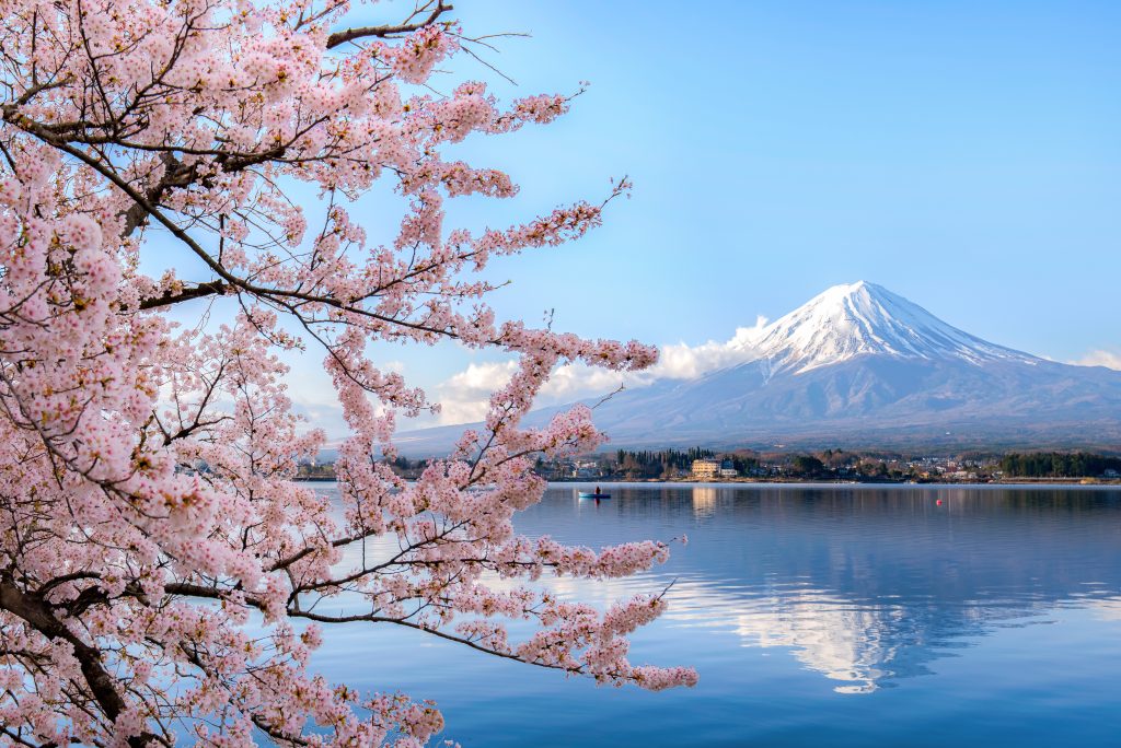Mount fuji at Lake kawaguchiko with cherry blossom - Blue Ribbon Travel