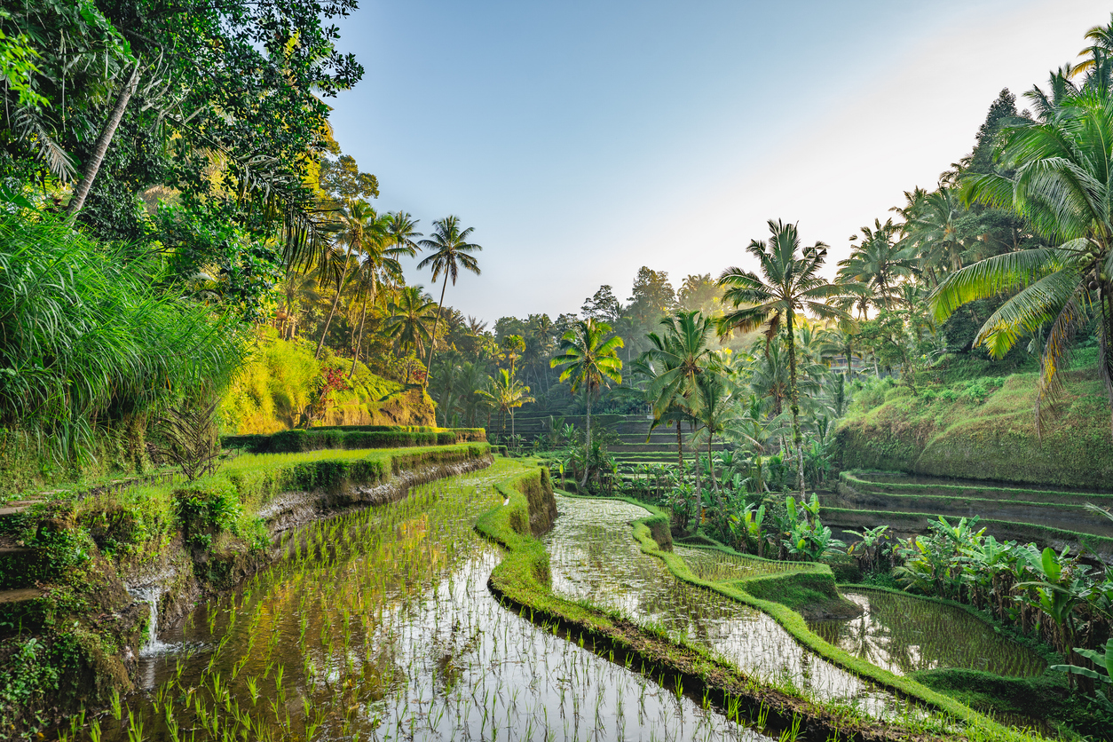 Rice Terrace in Tegalalang, Bali, Indonesia - Blue Ribbon Travel
