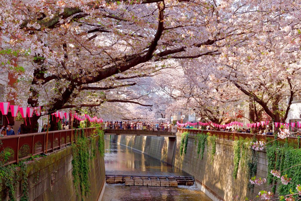 Cherry Blossom Viewing (Hanami) over Meguro River in Tokyo - Blue Ribbon Travel