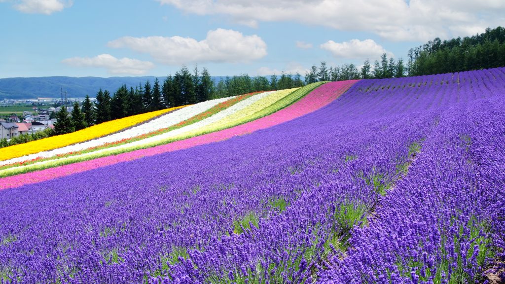 Colorful Flower Field Landscape with Lavender in Hokkaido - Blue Ribbon Travel