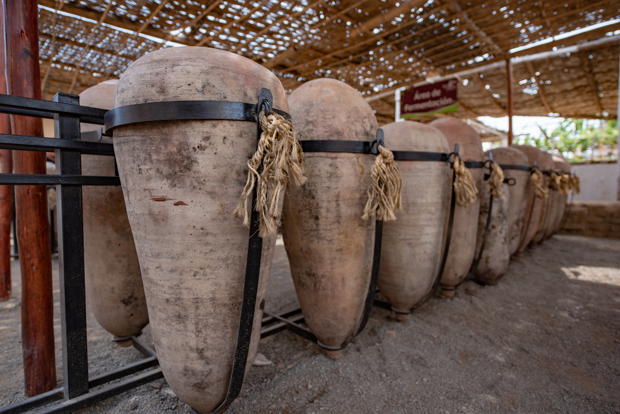 The vineyards in Pisco near Ica in Peru