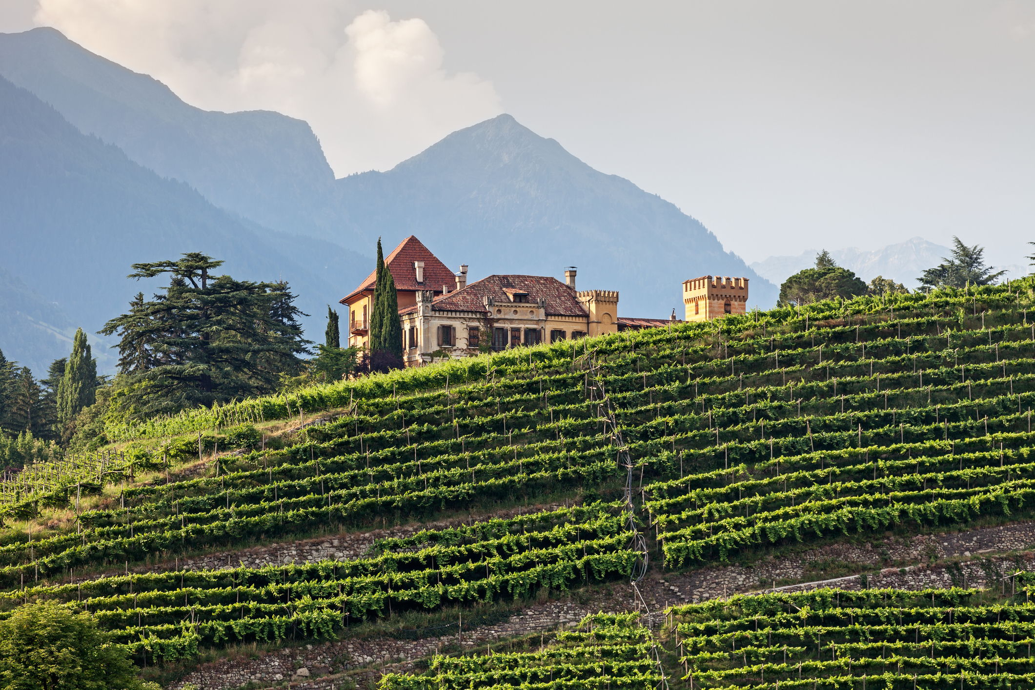 Mansion in the vineyards - Blue Ribbon Travel